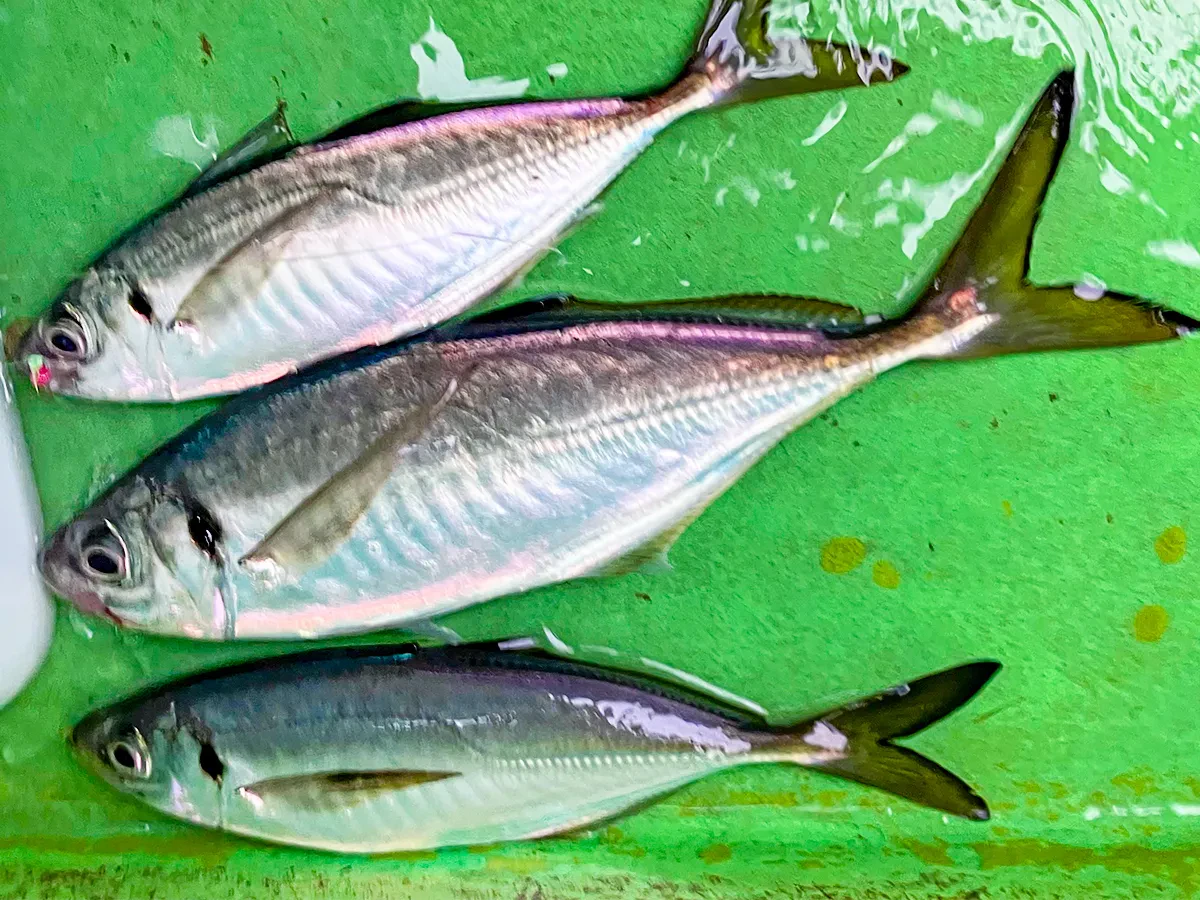 政信丸で釣れたアジ