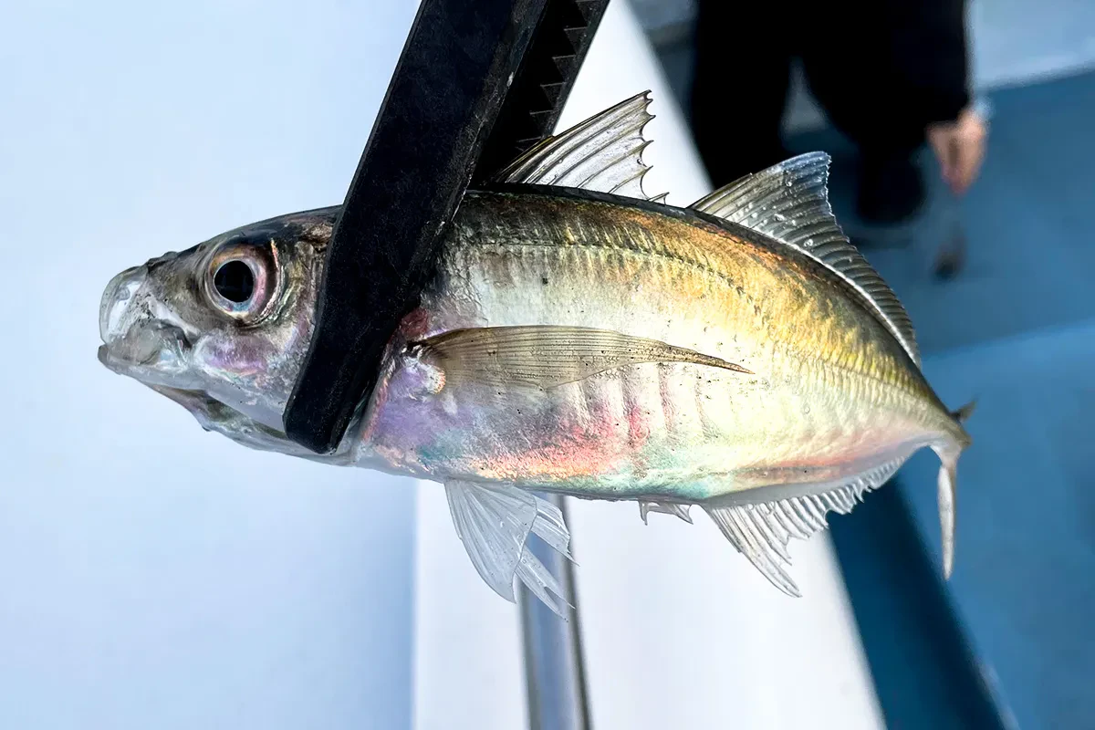 早速アジゲット