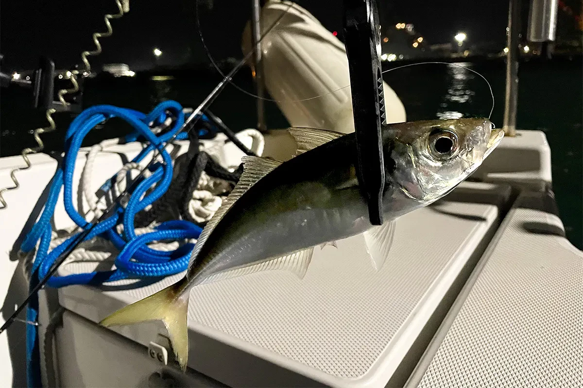 密かにアジゲット