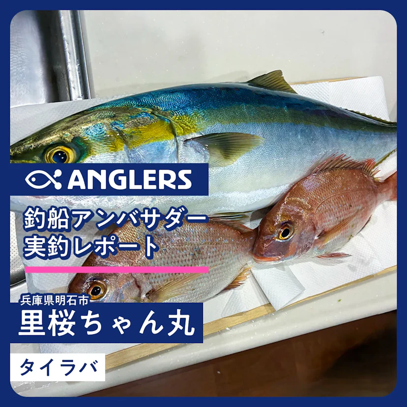 明石港「里桜ちゃん丸」タイラバ釣行レポート 2025.10.19
