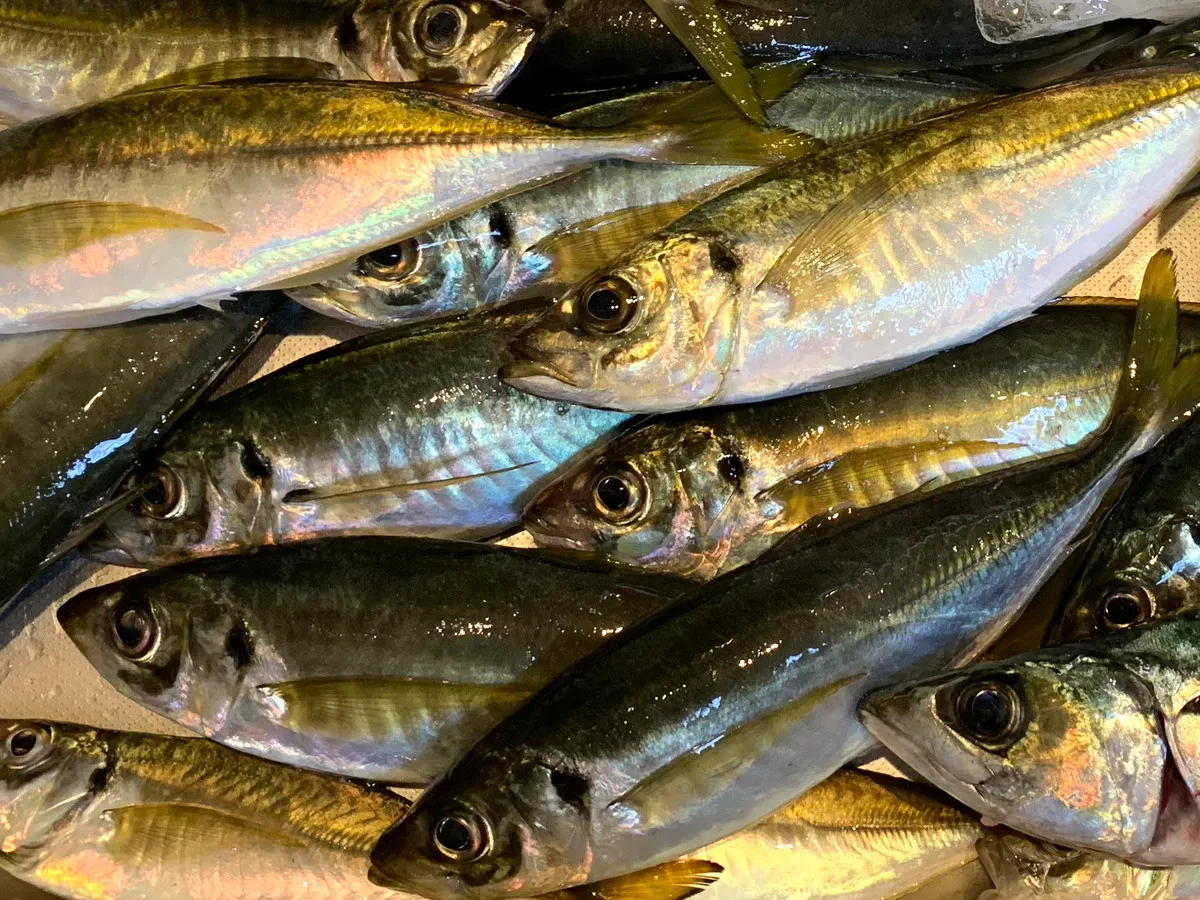 東京湾で釣れたアジ