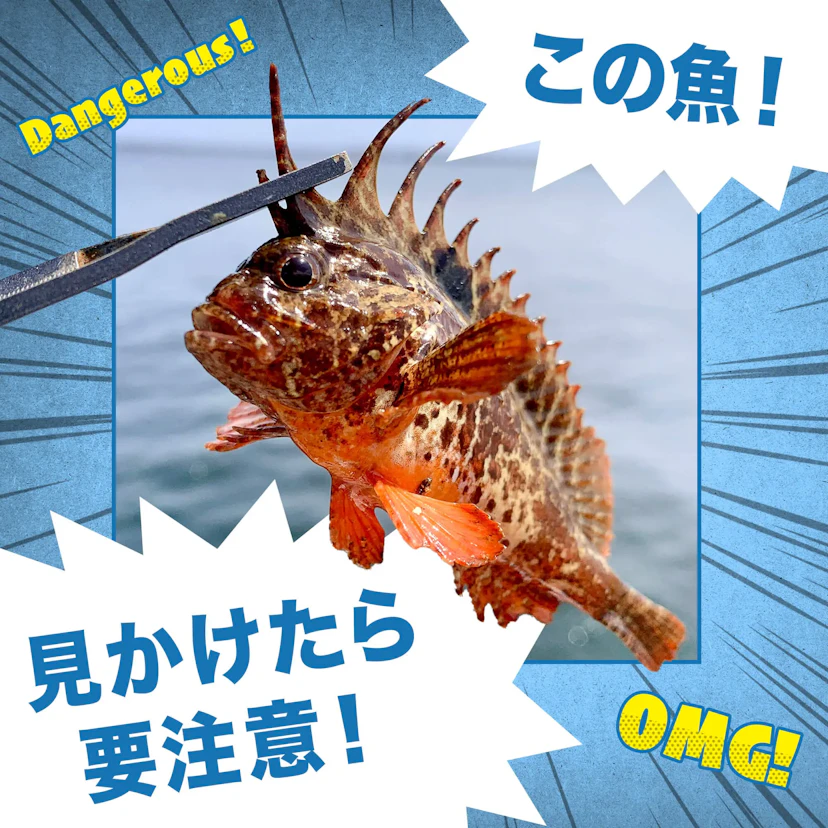 船で釣れるかもしれない危険な魚とは？