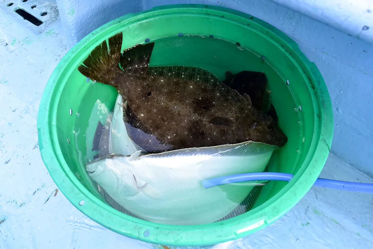 7時半時点での釣果