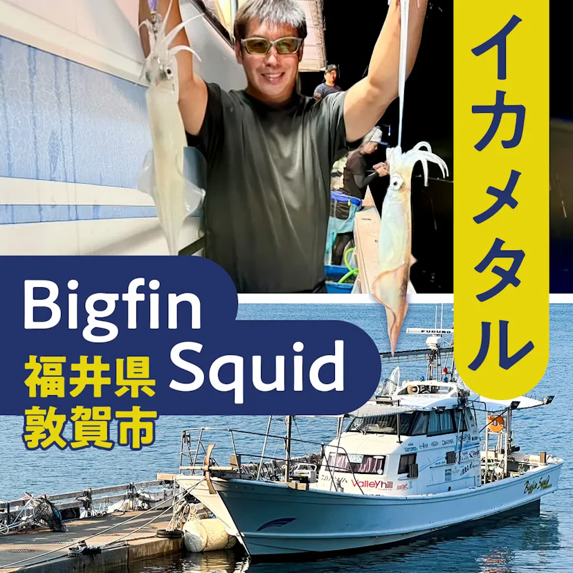 【2025年】福井県・敦賀エリアはイカメタルの当たり年！Bigfin Squid（ビッグフィンスクイッド）