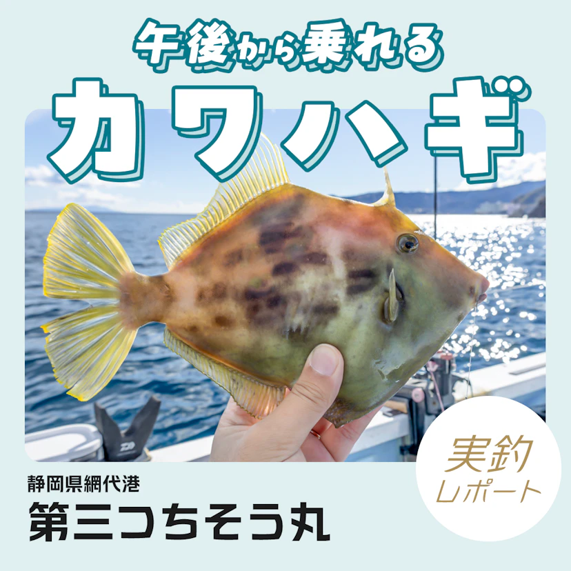 光る仕掛けがポイント!ほぼ関東で午後からカワハギ釣りができる!静岡県網代の第三つちそう丸を実釣レポート!