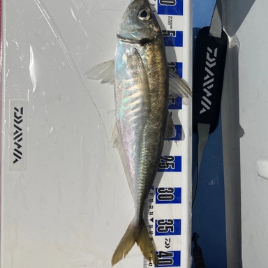 アングラーナーヒャン