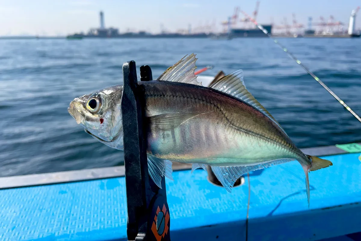 筆者2匹目のアジをゲット