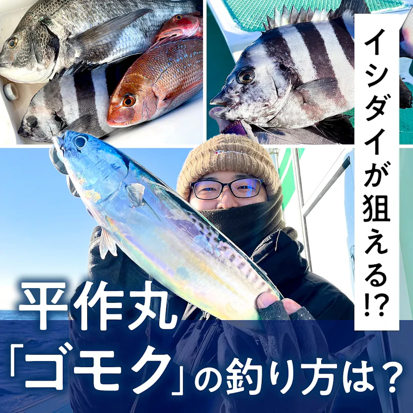 手軽にイシダイを狙う平作丸のゴモクの釣り方とは？