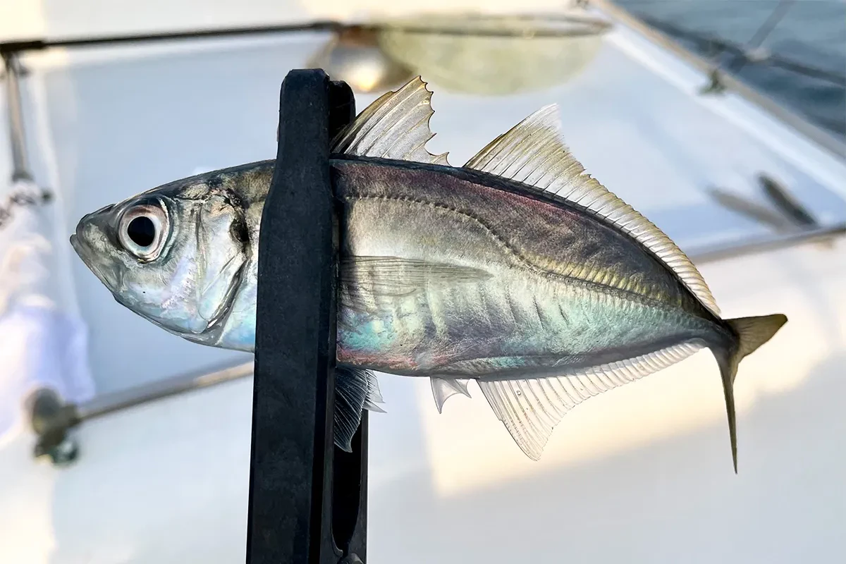 またまたアジゲット