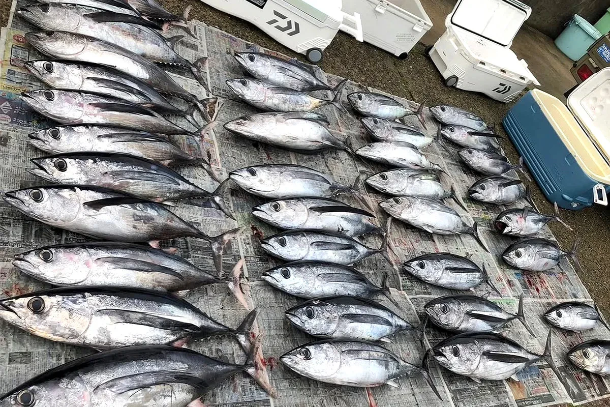 トンジギの釣果写真