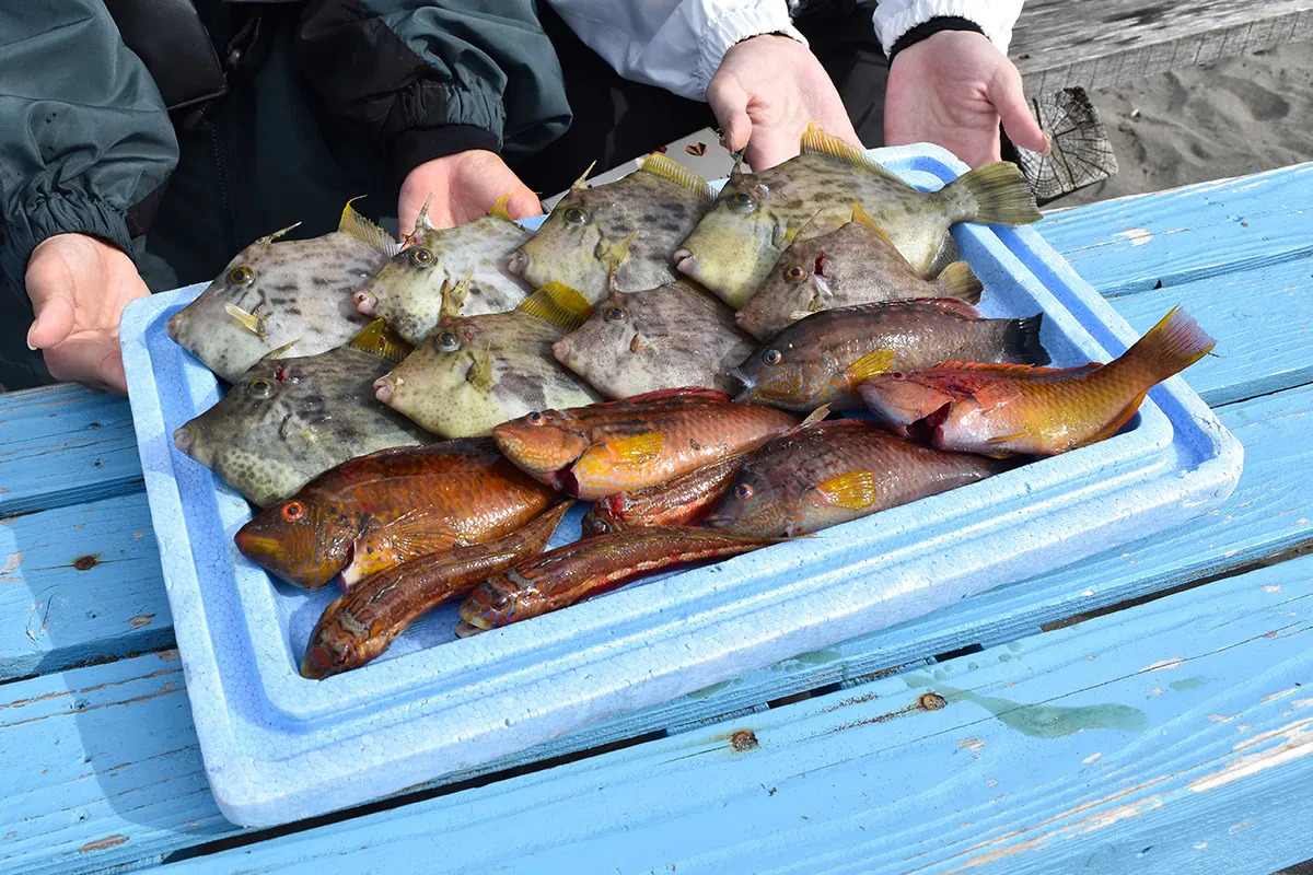 この日の釣果