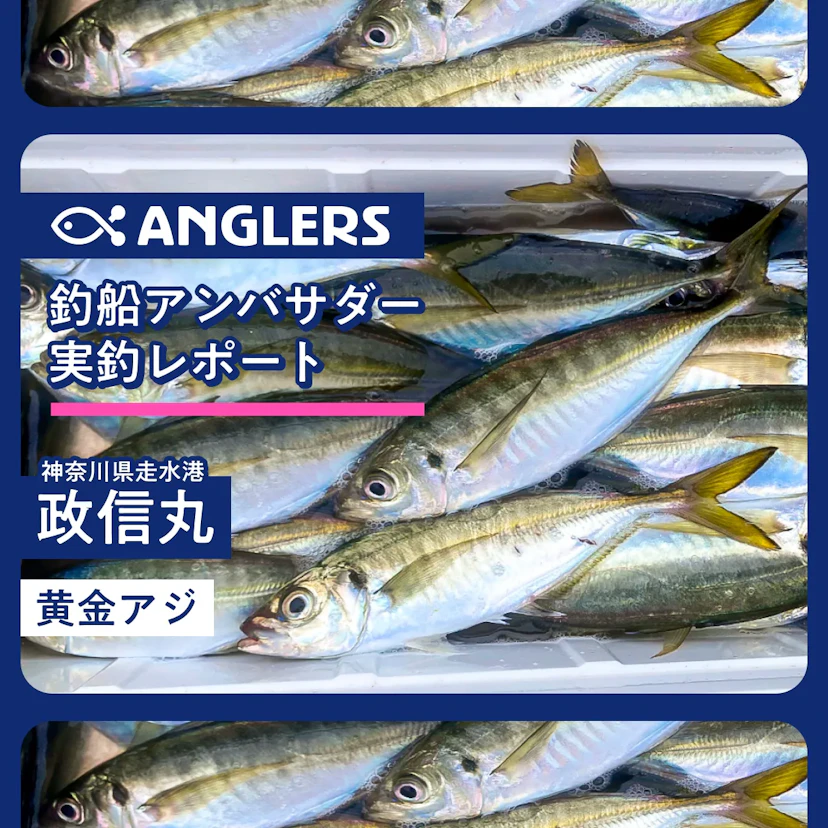 走水漁港「政信丸」ビシアジにて黄金アジが好釣果!