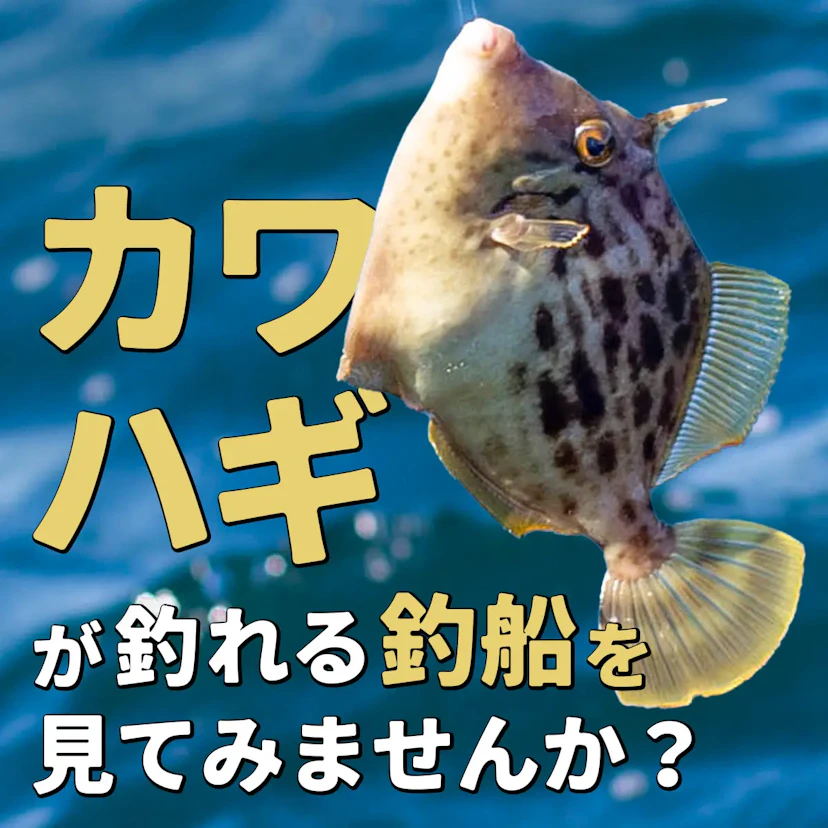 カワハギ釣りを楽しめるおすすめ釣り船