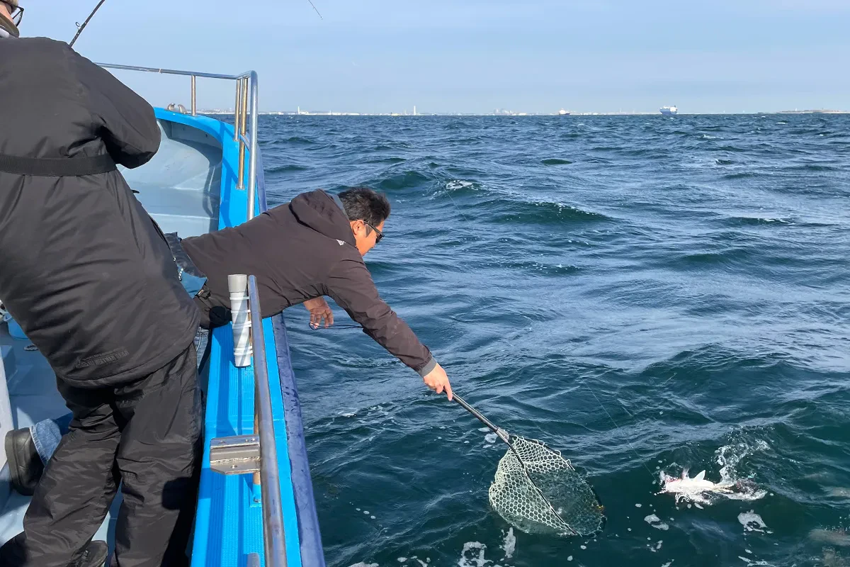 上がってきたのはマダイ