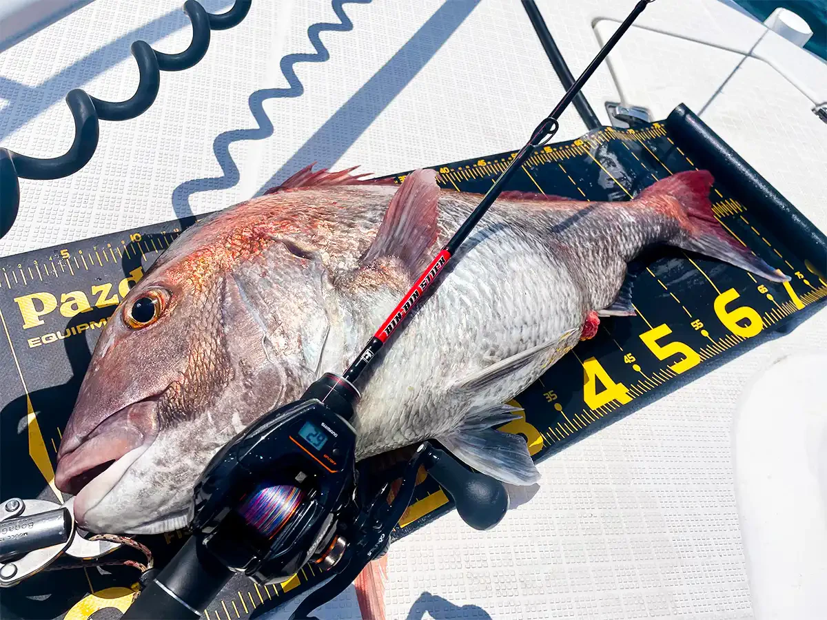 乗っ込みで釣れたマダイ