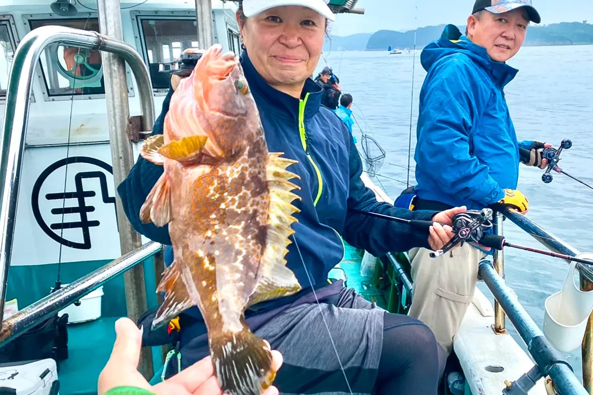 こちらも大型のアコウ