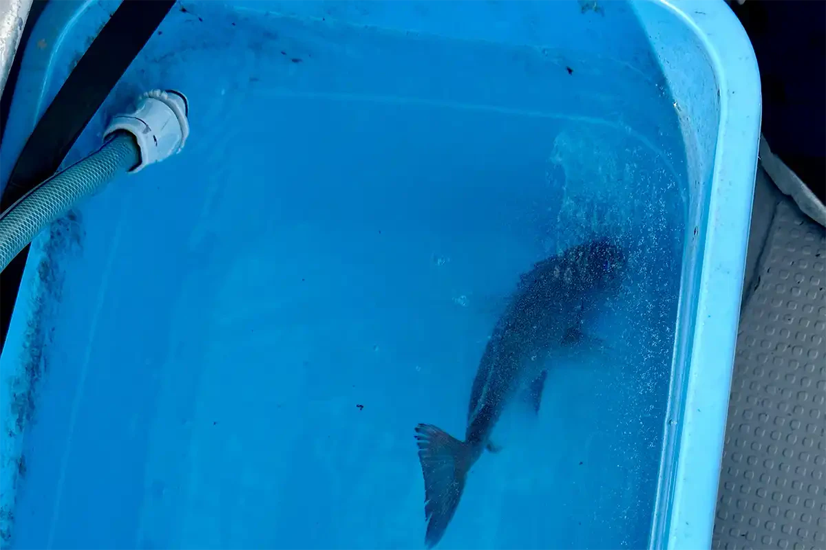 リリース前に泳ぐか確認する