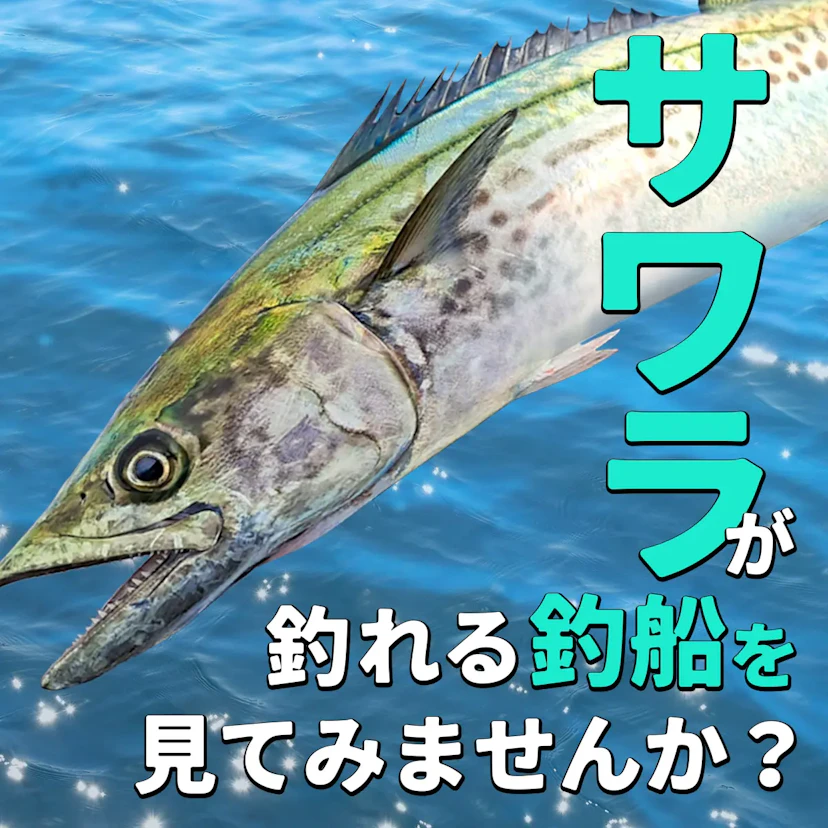 サワラ釣りが楽しめるおすすめ釣り船