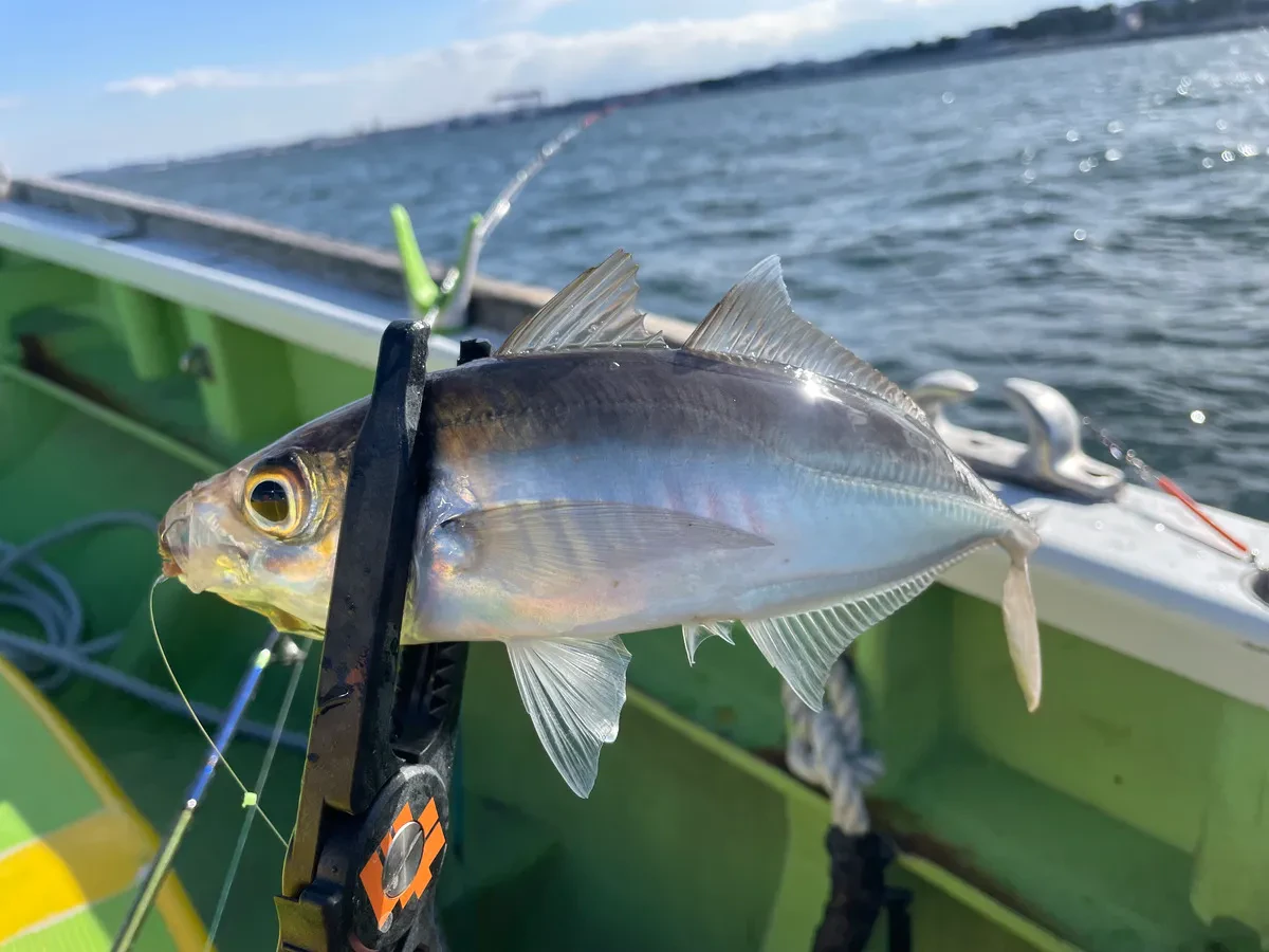 釣れたマアジ