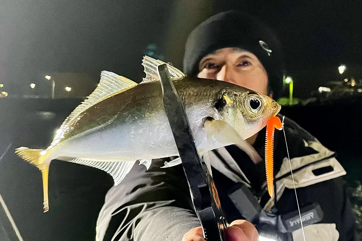 バチコンで釣れた良型のアジ