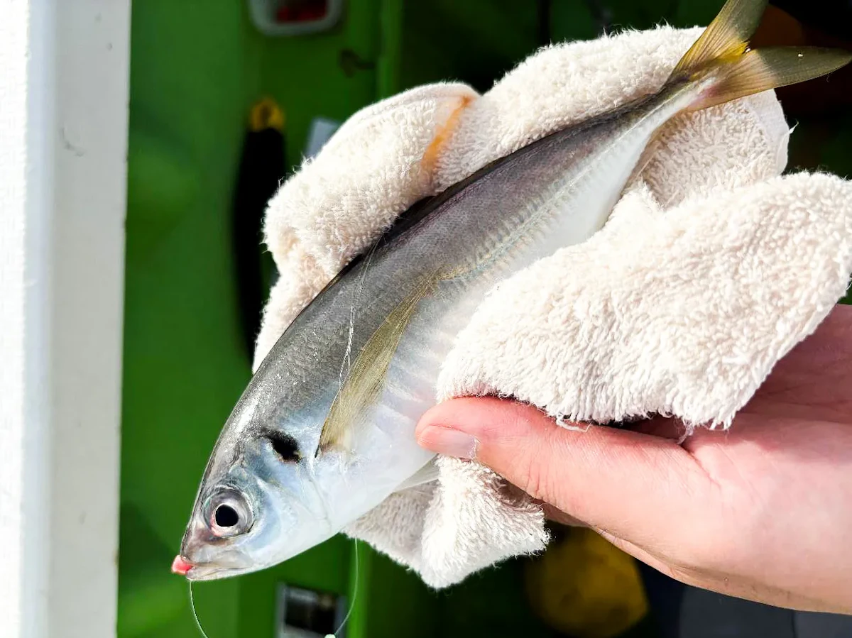 LTアジで釣れた黄金アジ