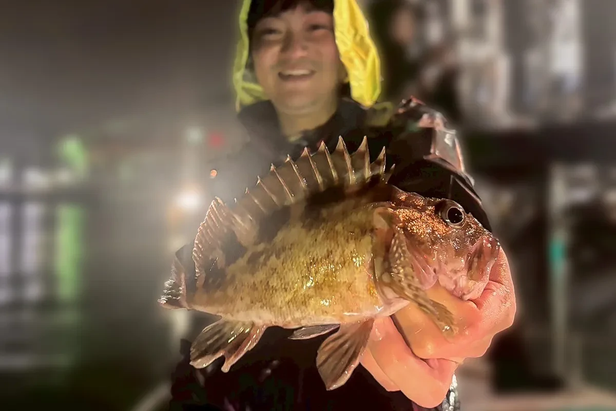 カサゴ入れ食い