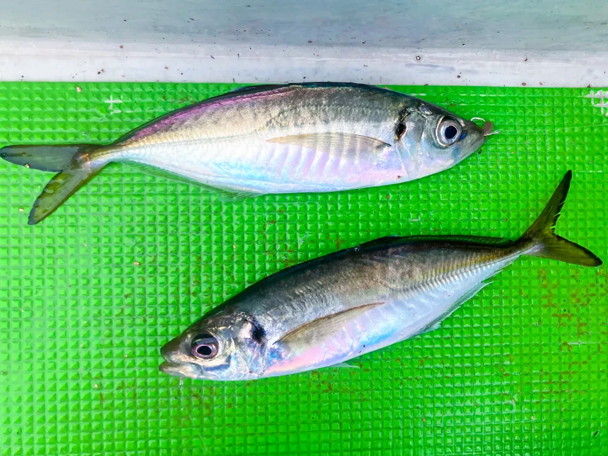 ビシアジで釣れたアジ