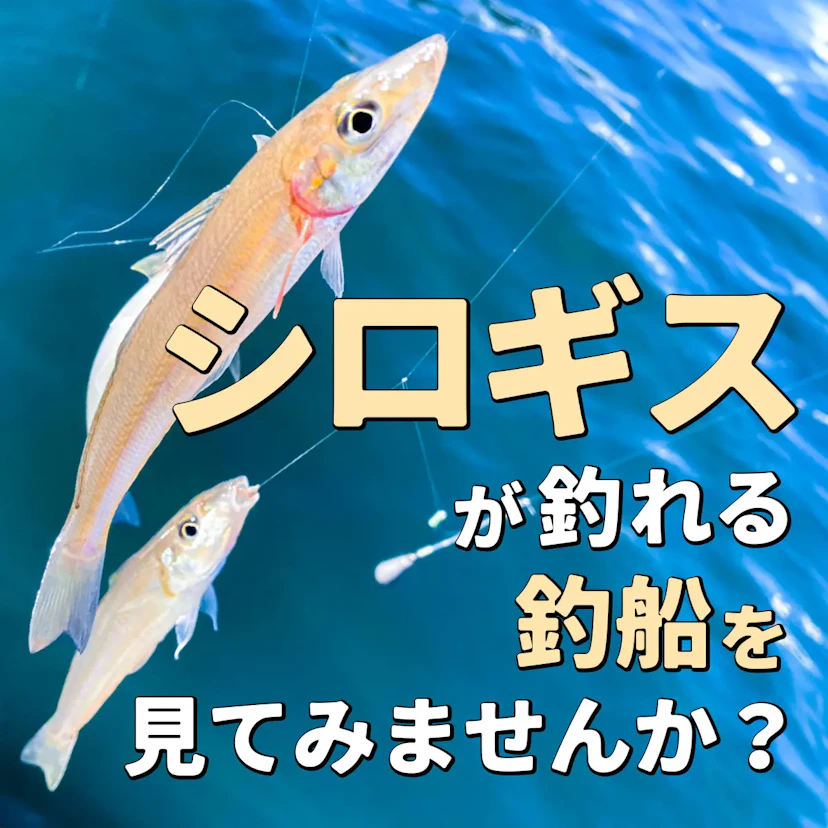 シロギス釣りを楽しめるおすすめ釣り船