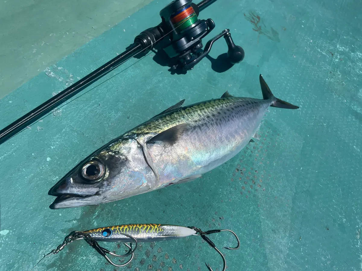 ルアーで釣れたサバ