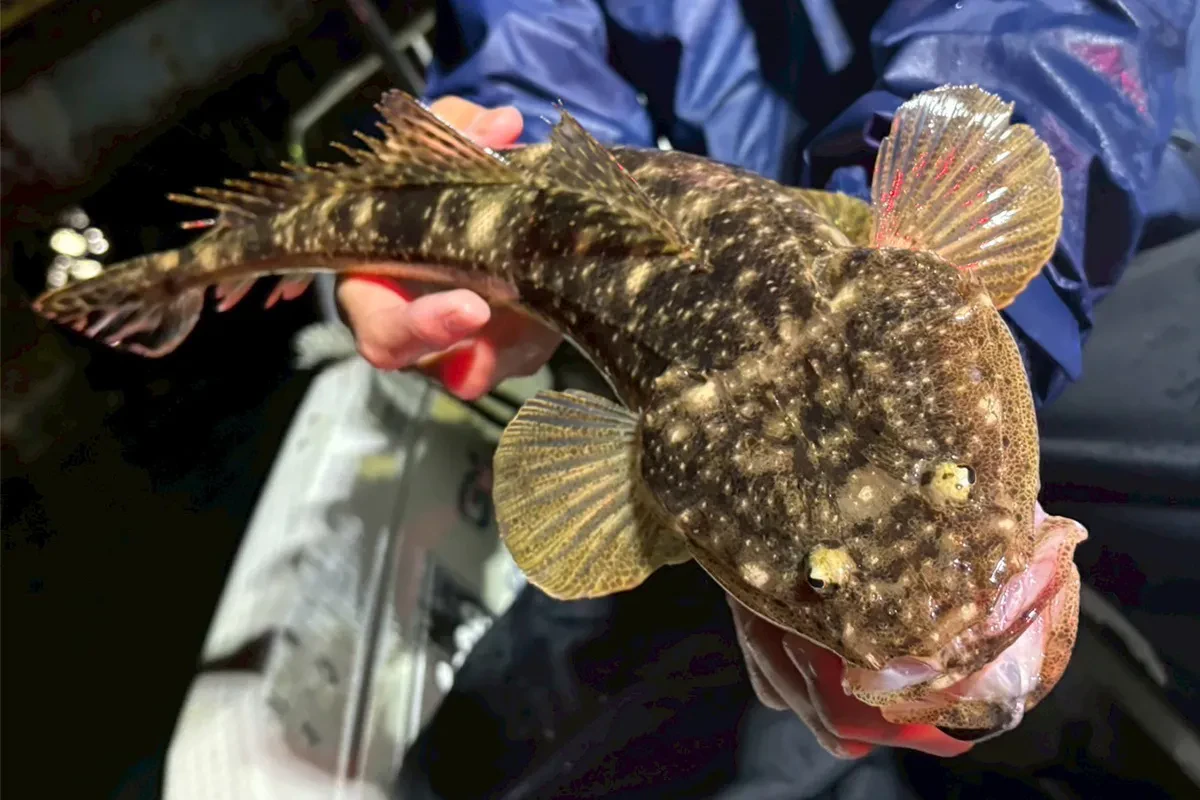 ナイトマゴチゲーム