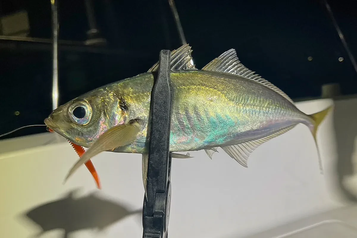 バチコンではアジが連発