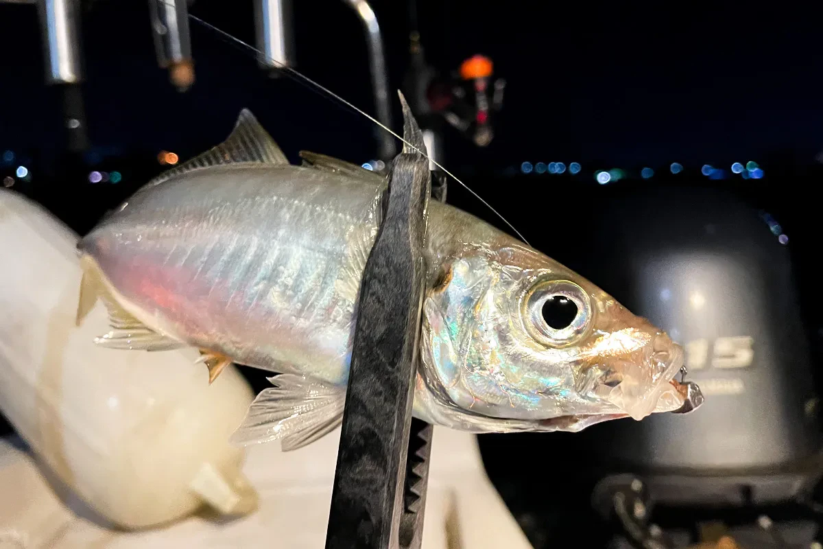 筆者もジグ単でアジゲット