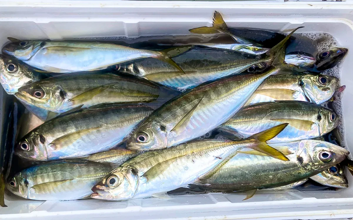 クーラーいっぱいのアジ