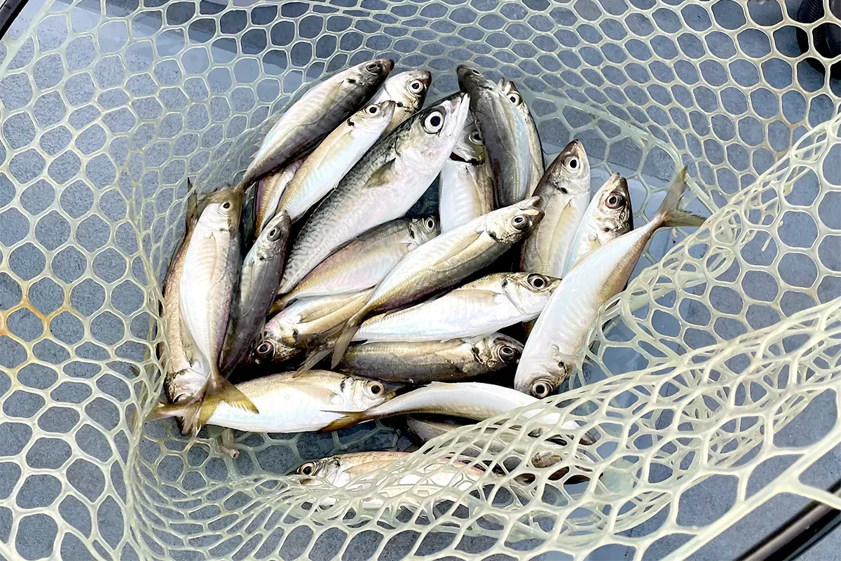 30分ほどですでに大漁