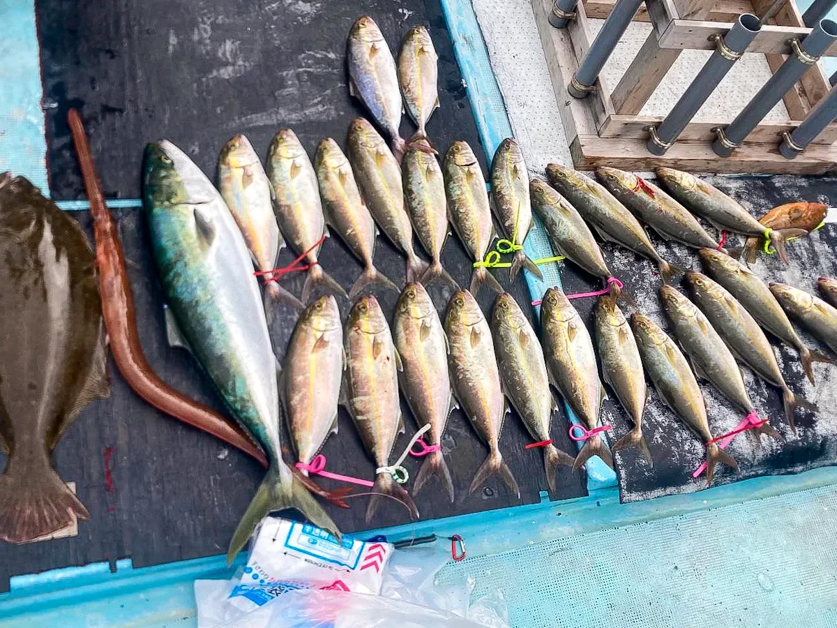 宗像市鐘崎漁港の遊漁船『天王』にてSLJの釣果