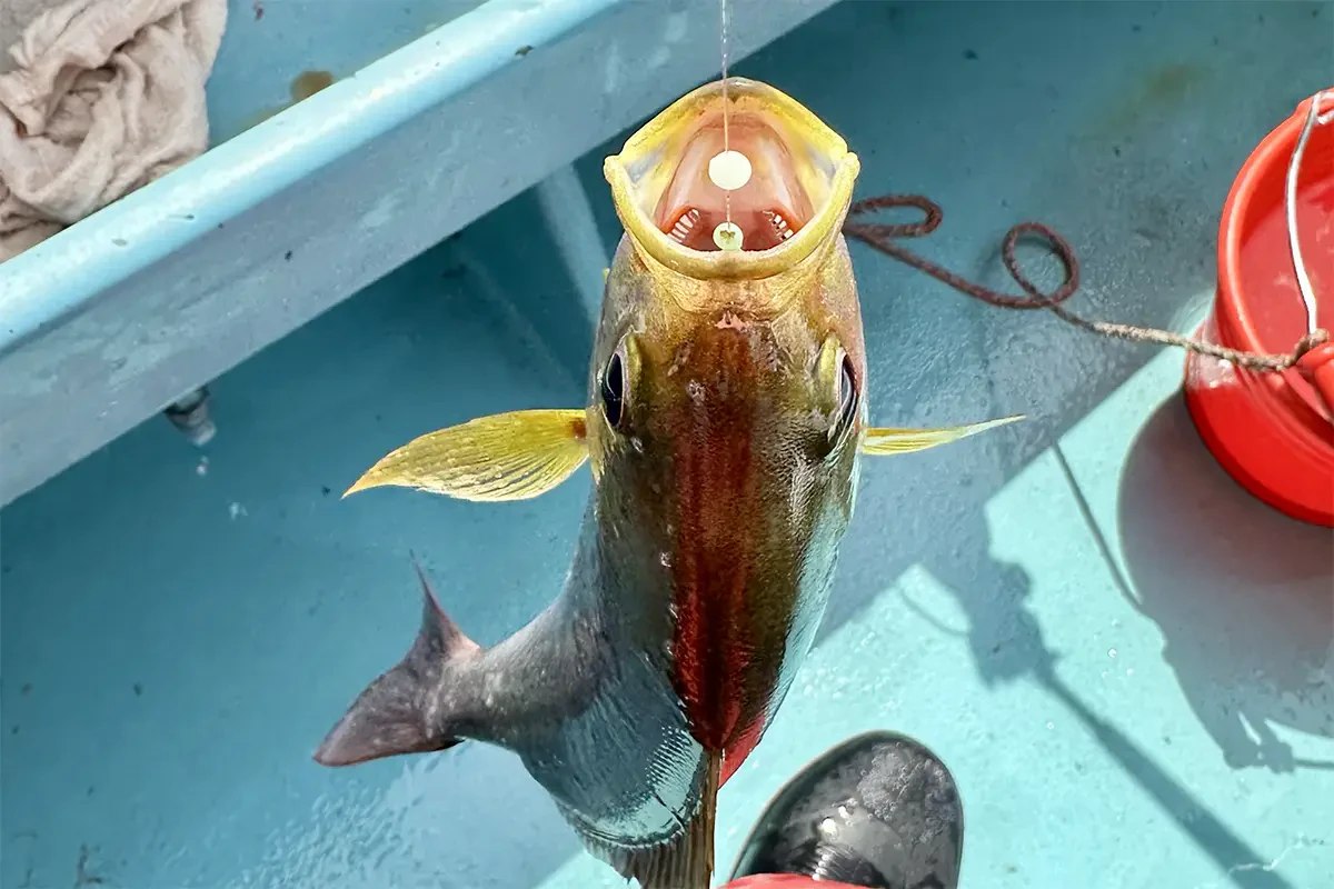 口のど真ん中を針が貫く