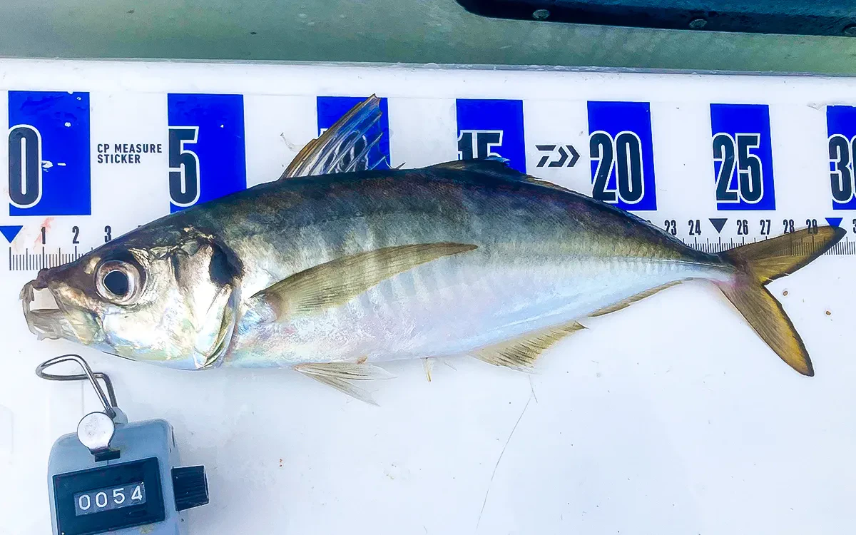 政信丸ビシアジ