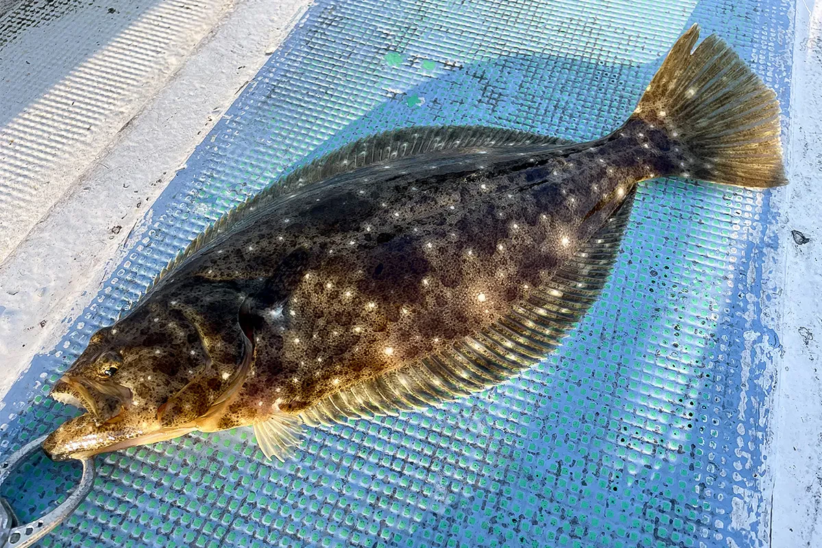 小型ながらも本命のヒラメをキャッチ