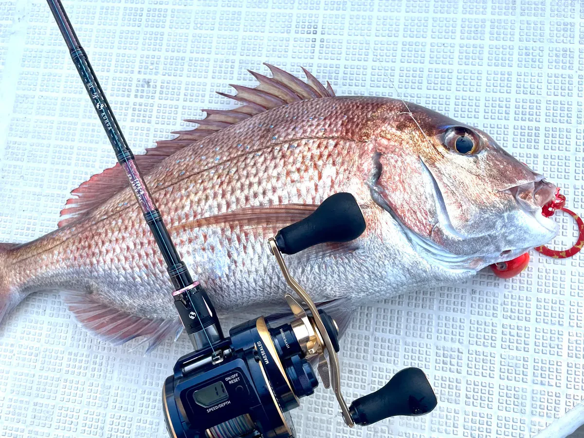 タイラバで釣れたマダイ