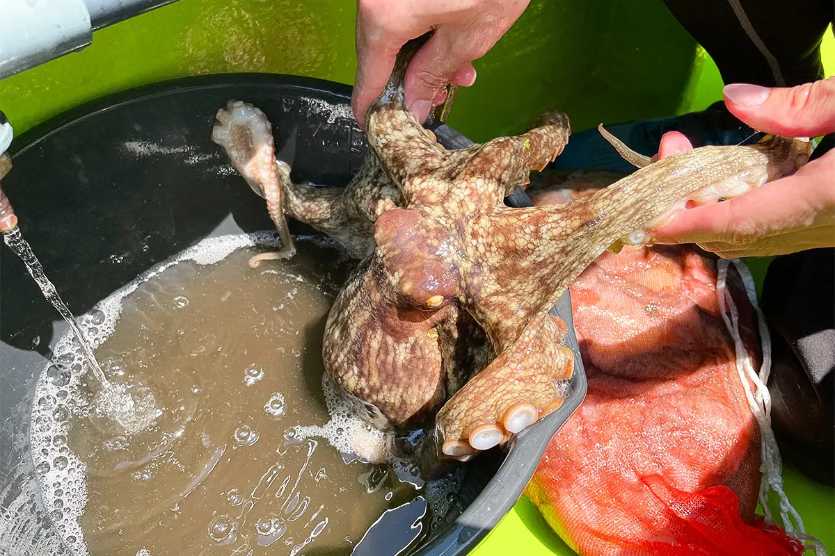 筆者の隣で上がったタコ