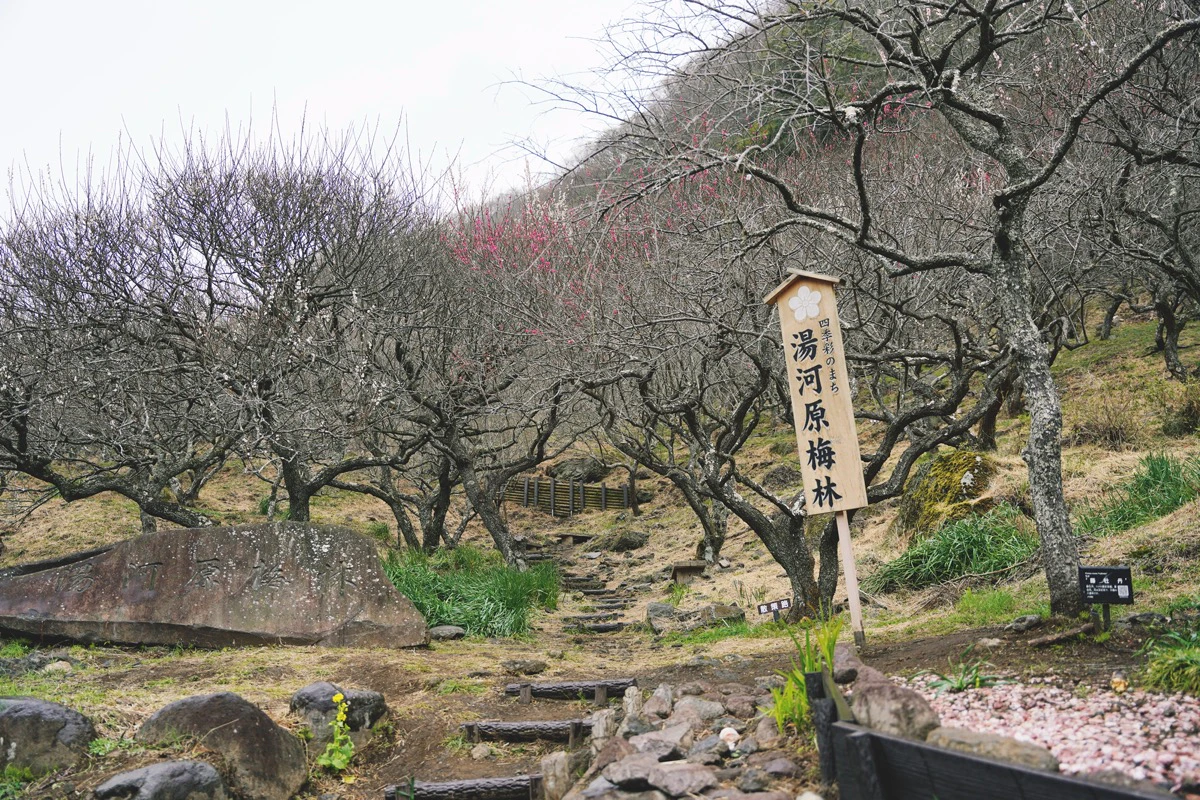 湯河原梅林