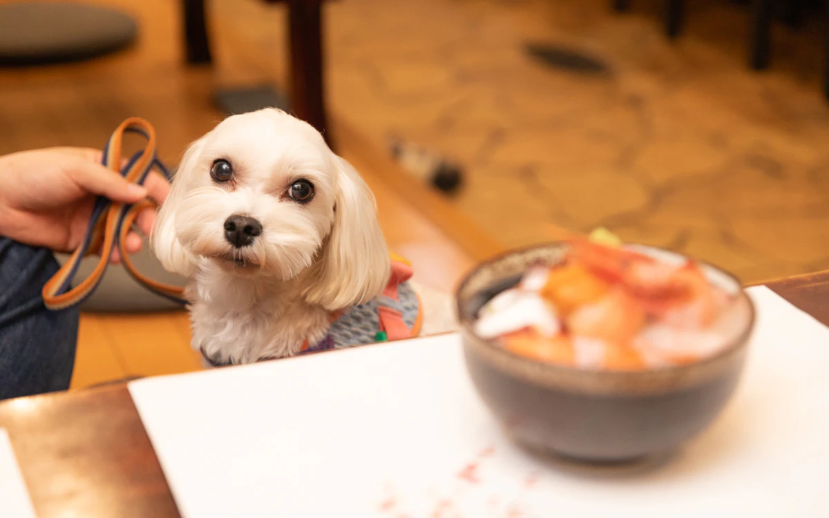 【観光】ペットOKな海鮮居酒屋!? 愛犬と楽しむ関西ドライブ旅行