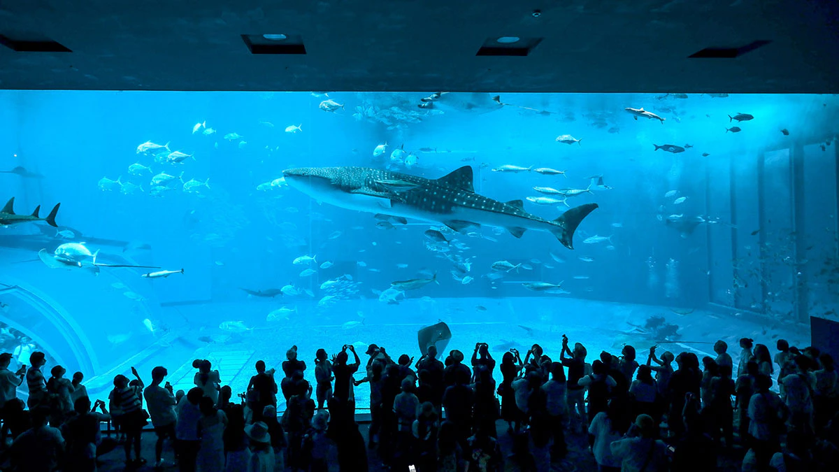 美ら海水族館 大水槽