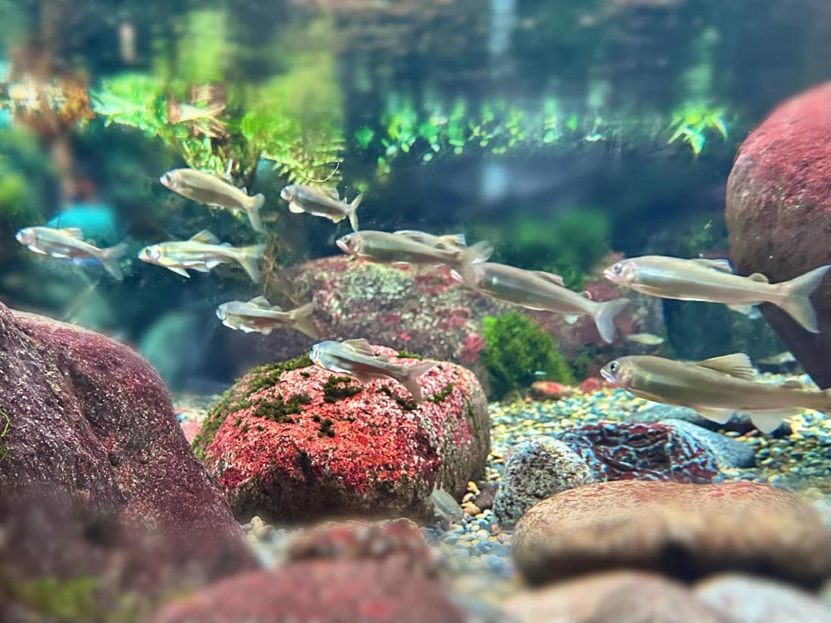 淡水魚がいっぱい