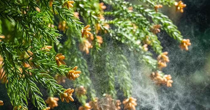  春の愛車を守る！初心者のための「花粉・黄砂」徹底対策ガイド