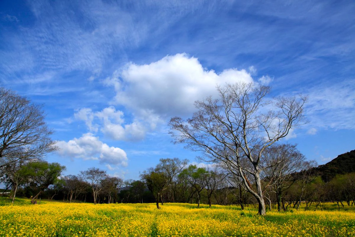 見てください！ この一面の菜の花を！