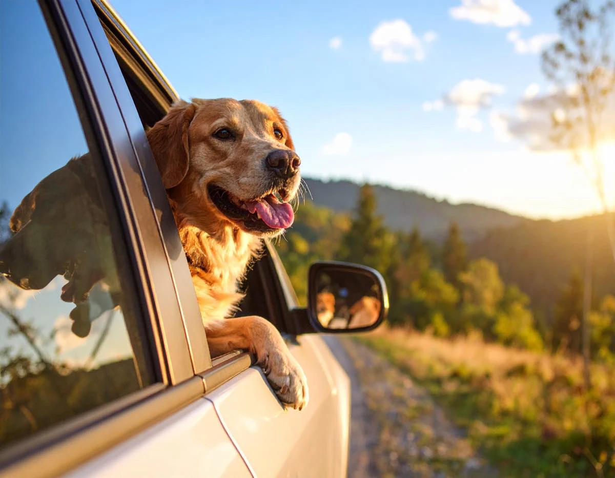 可愛い! でも、運転手の視界の妨げになっているおそれも