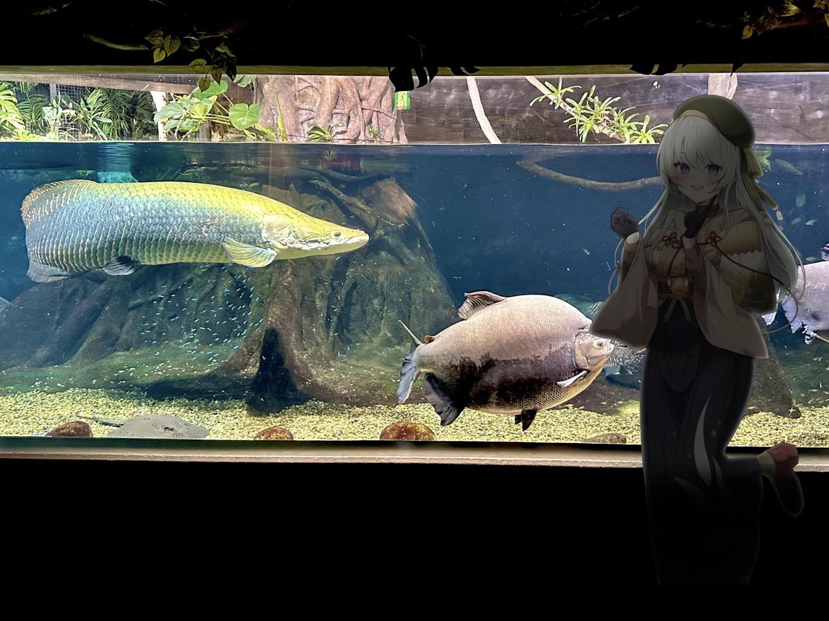 ピラルクーと一緒に