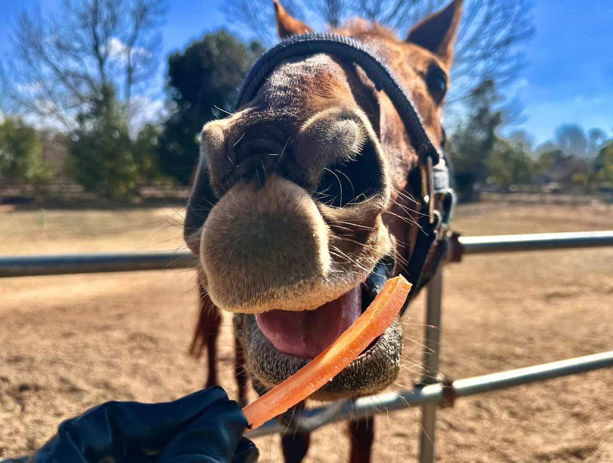 目の前で見ると迫力がありますね！