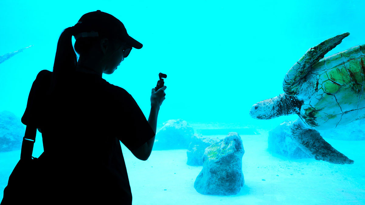 美ら海水族館 ウミガメ館